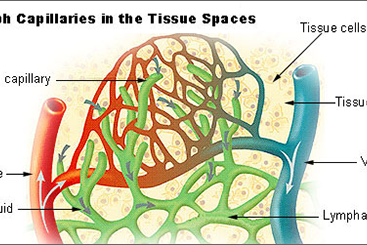 Illu_lymph_capillary_small