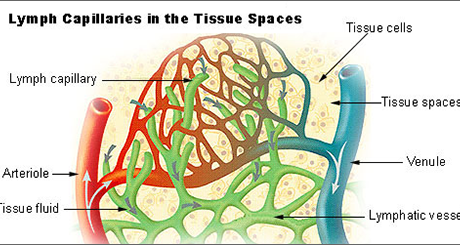 Illu_lymph_capillary_small