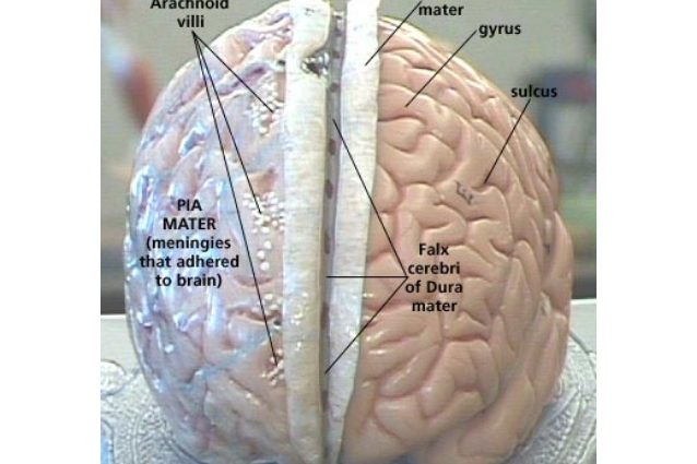 meninges
